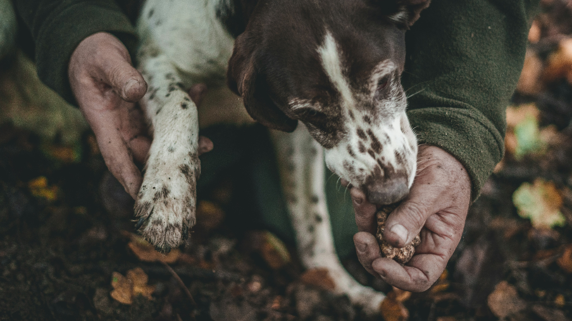 Trifolao e il suo cane durante la ricerca del tartufo
